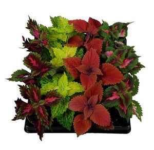 Mixed Coleus (Plectranthus Coleus Group) – 6cm Pot