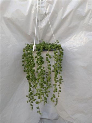 String of Pearls (Senecio rowleyanus) – 14cm Hanging Pot