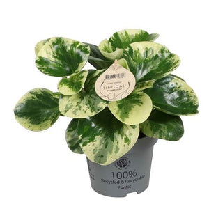 Green and Gold Baby Rubber Plant (Peperomia obtusifolia) – 12cm Pot