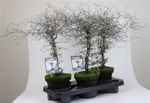 Corokia Stonepot – 18cm Pot, 40cm High