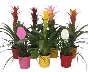 Mixed Bromeliad Houseplant – 10cm Pot