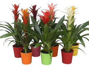 Mixed Guzmania Bromeliad – 10cm Pot, 35cm High
