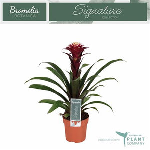 Guzmania 'Fransesca' Bromeliad – 12cm Pot