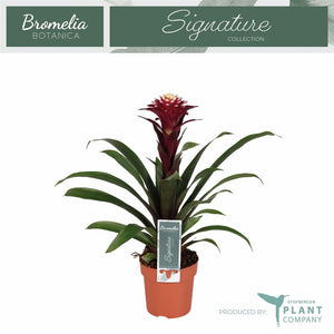 Guzmania 'Fransesca' Bromeliad – 12cm Pot