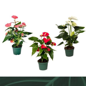 Mixed Anthurium Houseplant – 12cm Pot, 35cm High