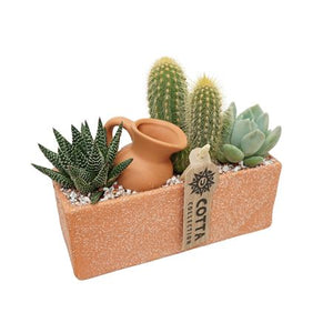 Mixed Cactus and Succulent Arrangement – 18cm Terracotta Pot