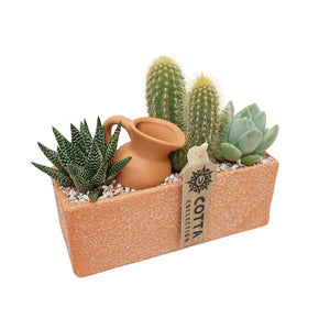 Mixed Cactus and Succulent Arrangement – 18cm Terracotta Pot