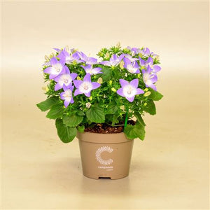 Campanula ‘Berlin Bicolor’ – 11cm Pot