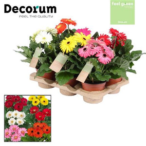 Mixed Gerbera Houseplant – 12cm Pot