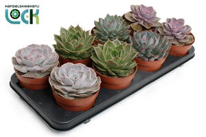 Mixed Echeveria Succulent – 12cm Pot