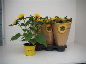 Yellow Sunflower ‘Sunsation’ (Helianthus annuus) – 13cm Pot