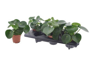 Peperomia Raindrop (Peperomia polybotrya) – 12cm Pot