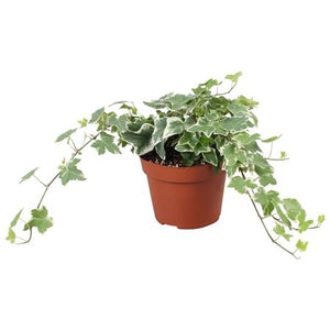 Variegated English Ivy (Hedera helix) – 13cm Pot