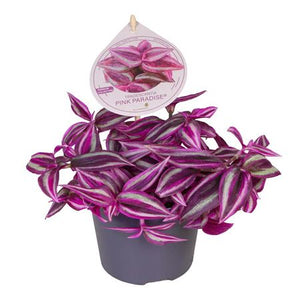 Tradescantia Pink Paradise – 12cm Pot