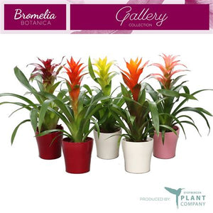 Mixed Guzmania Bromeliad – 12cm Pot, 50cm High