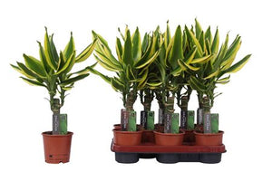 Golden King Dracaena fragrans – 11cm Pot, 45cm High