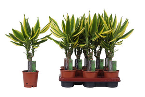 Golden King Dracaena fragrans – 11cm Pot, 45cm High