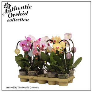 Mixed Phalaenopsis Orchid – 1 Stem, 12cm Pot