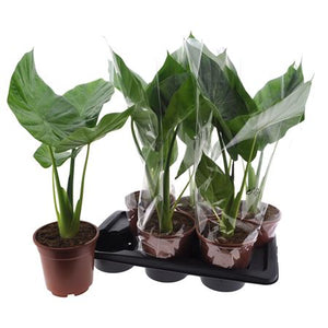 Giant Taro (Alocasia macrorrhizos) – 17cm Pot