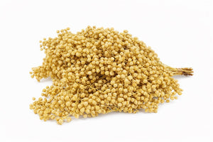 Yellow Schinus Decorative Stems – Bunch of 10