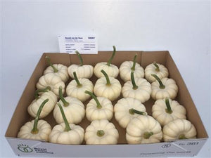 White Ornamental Baby Boo Pumpkins – Pack of 20