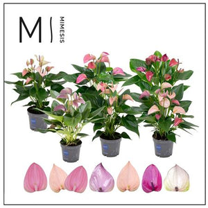 Anthurium Multiflora Mix – 12cm Pot, 43cm High