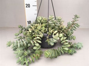 Crassula ‘Hottentot Special’ Succulent – 14cm Pot
