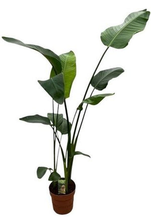 White Bird of Paradise (Strelitzia nicolai) – 21cm Pot