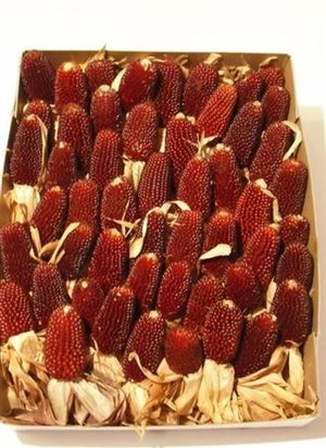 Zea Mays Green Foliage