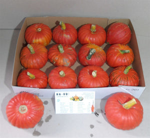 Mixed Ornamental Cucurbita Gourds