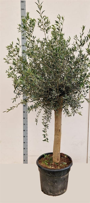 Extra-Large Olive Tree (Olea europaea) – 48cm Pot