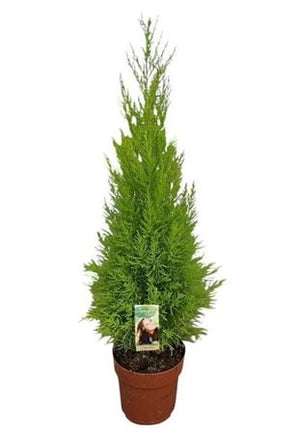 Goldcrest Monterey Cypress (Cupressus macrocarpa) – 21cm Pot