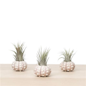 Tillandsia Air Plant ‘Spoetnik’ Shell Arrangement