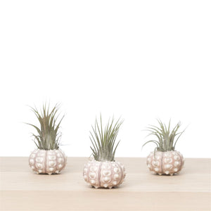 Tillandsia Air Plant ‘Spoetnik’ Shell Arrangement