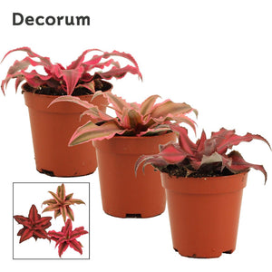 Mixed Cryptanthus (Earth Star Bromeliad) – 6cm Pot