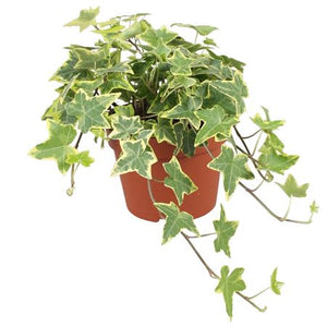 Variegated English Ivy (Hedera helix) – 13cm Pot