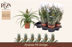 Ananas Mi Amigo Bromeliad – 12cm Pot, 35cm High