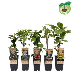Mixed Fruit Plant Collection – Approx. 50cm