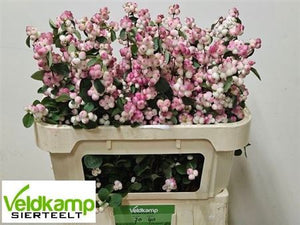 White Snowberry ‘Red Riding Hood’ – 70–84cm Stems