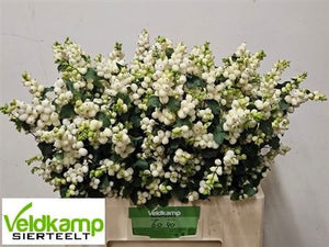 White Snowberry Cut Stems – 60–69cm