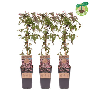 Clematis montana ‘Fragrant Spring’ – 15cm Pot