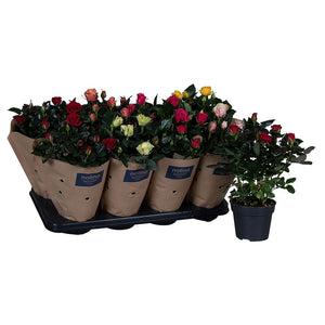 Mixed Patio Rose (Rosa) – 13cm Pot
