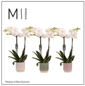 White Phalaenopsis Orchid – 2 Stem, 12cm Ceramic Pot