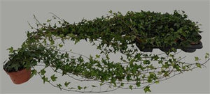 Trailing English Ivy (Hedera helix) – 13cm Pot