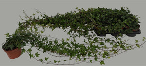 Trailing English Ivy (Hedera helix) – 13cm Pot