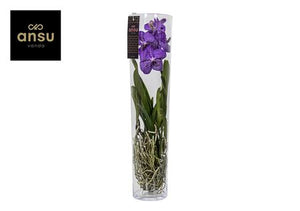 Blue Vanda Orchid 'Michelle' – 17cm Pot