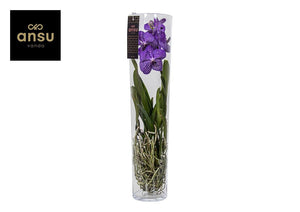 Blue Vanda Orchid 'Michelle' – 17cm Pot