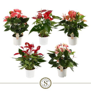 Mixed Anthurium Houseplant – 17cm Pot, 60cm Height