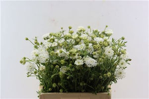 Blue Summer Flower Plant