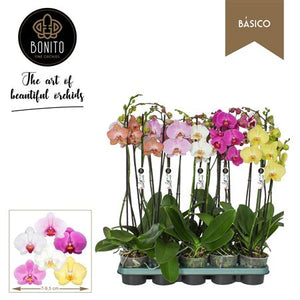 Mixed Phalaenopsis Orchid – 2 Stems, 12cm Pot